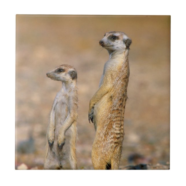 Mårddjur (Suricata Suricatta) vaktposter, Karas Kakelplatta (Framsidan)
