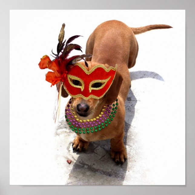 Mardi Gras Dachshund poster (Framsidan)