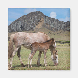 Mare & Colt vid Volcanic Crater of Rano Raraku Magnet