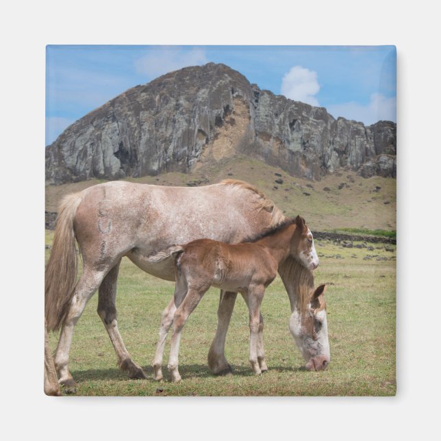 Mare & Colt vid Volcanic Crater of Rano Raraku Magnet (Framsidan)