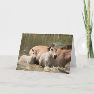 Mare med Foal Crossing a River Kort