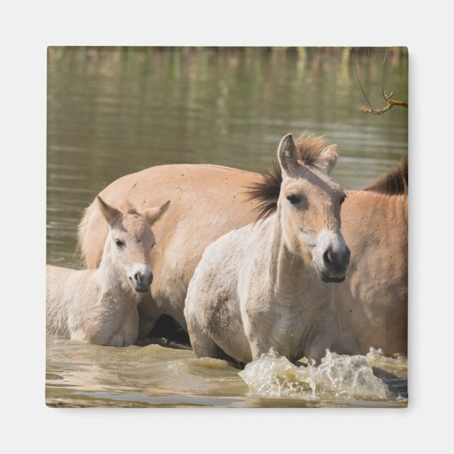 Mare med Foal Crossing a River Magnet (Framsidan)