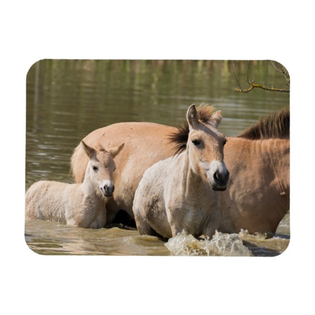 Mare med Foal Crossing a River Magnet (Horisontell)