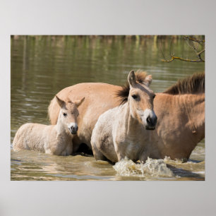 Mare med Foal Crossing a River Poster