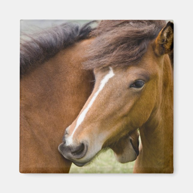 Mare och Colt Magnet (Framsidan)