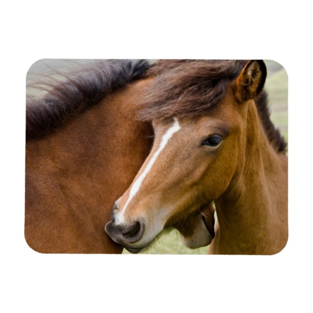 Mare och Colt Magnet (Horisontell)