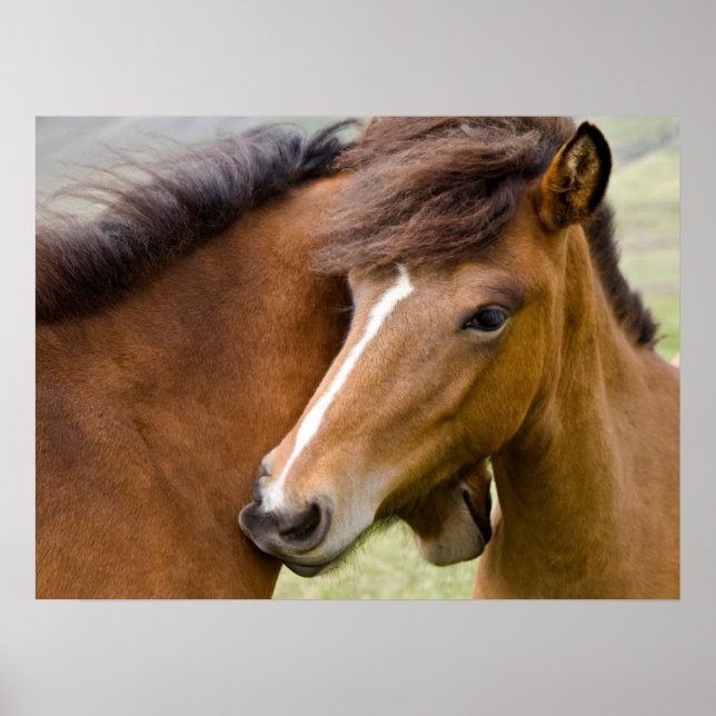 Mare och Colt Poster (Framsidan)