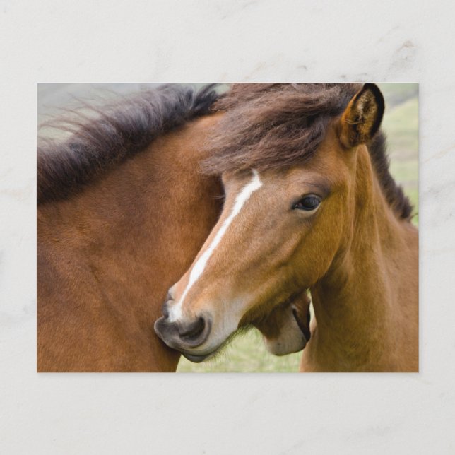 Mare och Colt Vykort (Framsida)