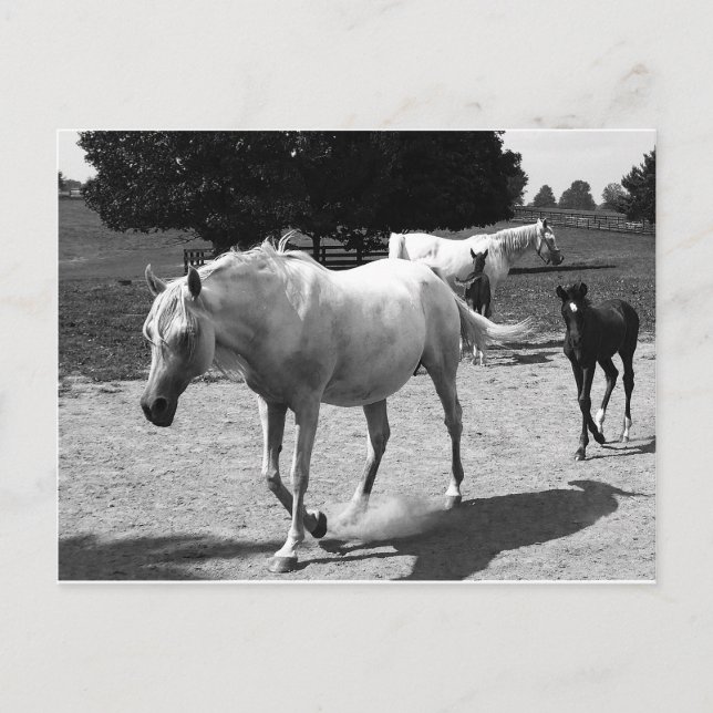 Mare och Filly Vykort (Framsida)