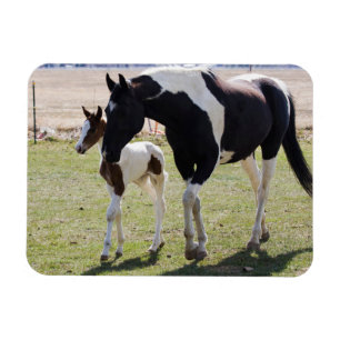 Mare och Filly Walking Magnet