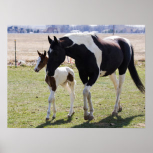 Mare och Filly Walking Poster