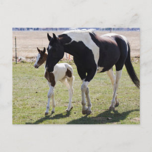 Mare och Filly Walking Vykort