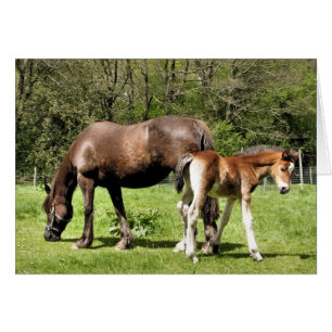 MARE- OCH FOAL-KORT HÄLSNINGSKORT