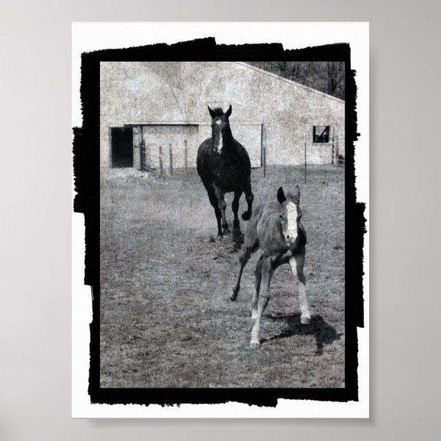 Mare och föl poster (Framsidan)