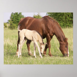 Mare och föl poster