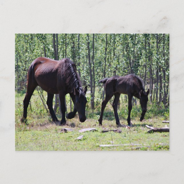 Mare och föl synkroniserade perfekt vykort (Framsida)