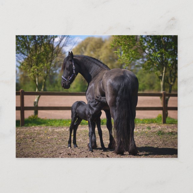 Mare och föl vykort (Framsida)