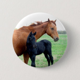 Mare och henne Colt Knapp