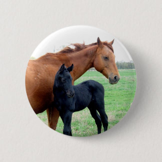 Mare och henne Colt Knapp