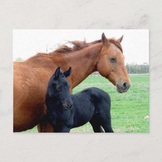 Mare och henne Colt Vykort (Framsida)