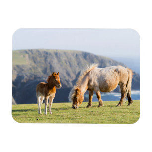 Mare with Foal, Shetlandsöarna, Skottland Magnet