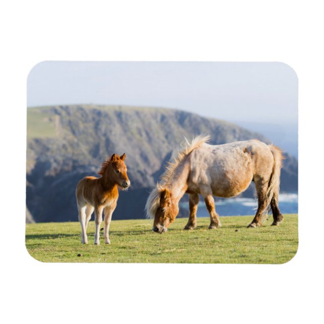 Mare with Foal, Shetlandsöarna, Skottland Magnet (Horisontell)