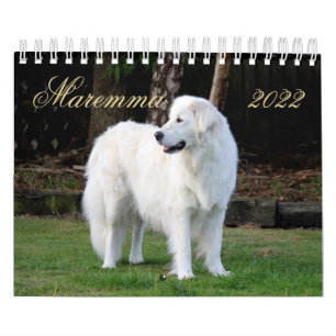 Maremma Sheepdog 2022 SmallCalendar, White Kalender