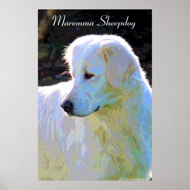 Maremma sheepdog pop poster (Framsidan)