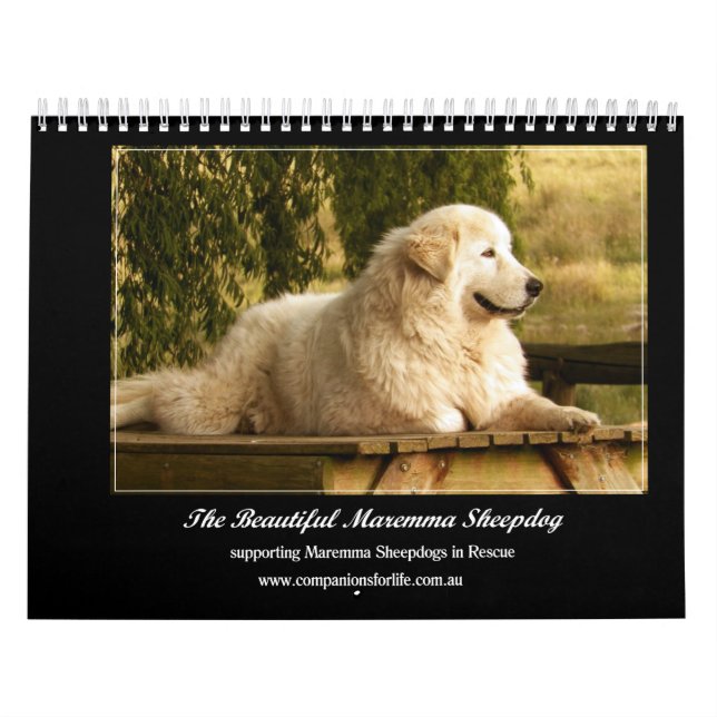 Maremma Sheepdogkalender Kalender (Omslag)