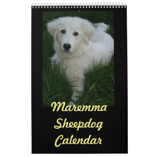 Maremma Sheepdogkalender Kalender
