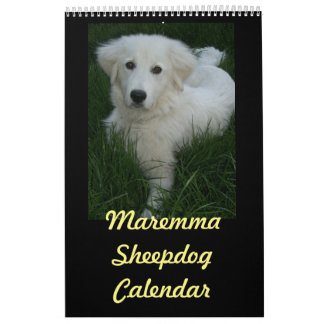 Maremma Sheepdogkalender Kalender