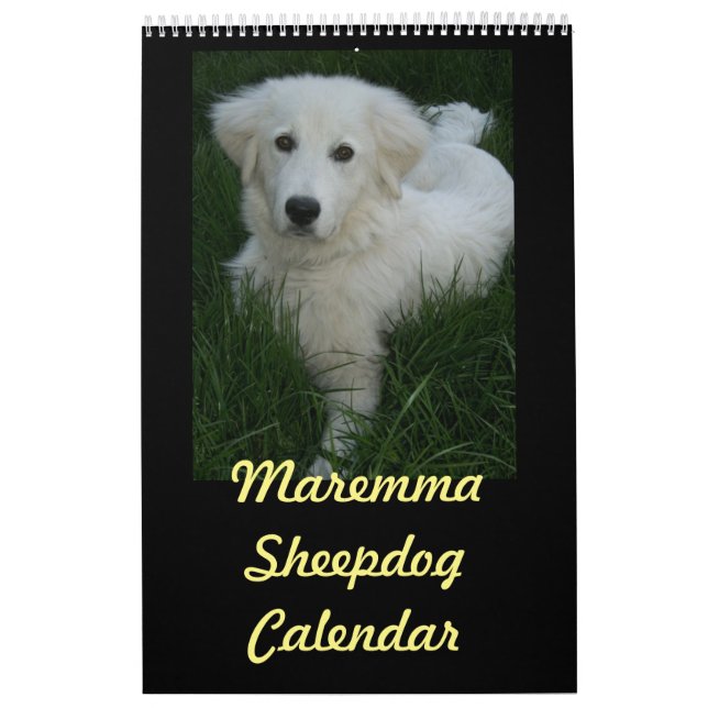 Maremma Sheepdogkalender Kalender (Omslag)