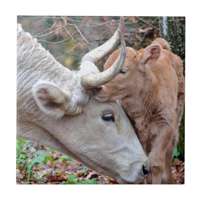 Maremmana Cow och Calf Kakelplatta (Framsidan)