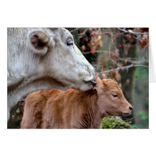 Maremmana Cow Slickar Calf Hälsningskort