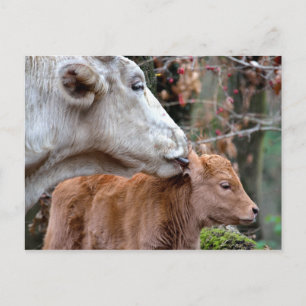 Maremmana Cow Slickar Calf Vykort