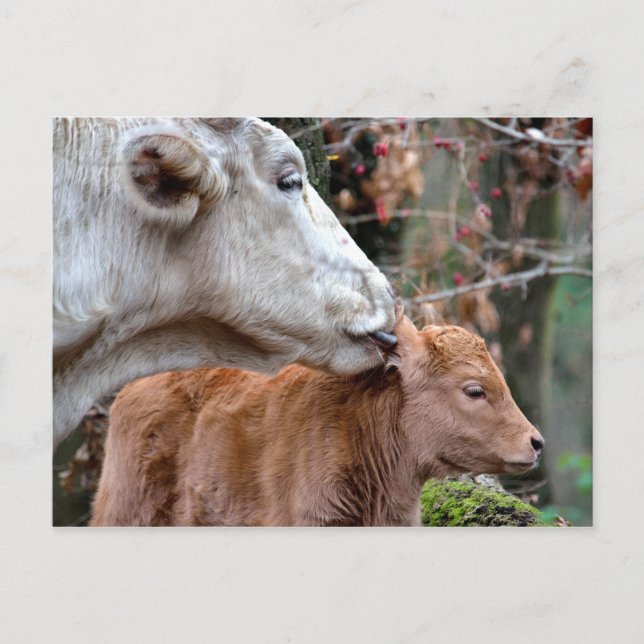 Maremmana Cow Slickar Calf Vykort (Framsida)