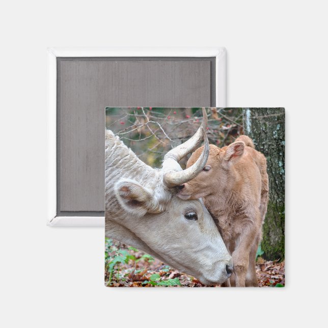 Maremmana Cow Snuggling hennes Calf Magnet (Front/Back)