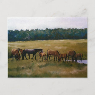 Mares and Foals Original Art Postcard Vykort