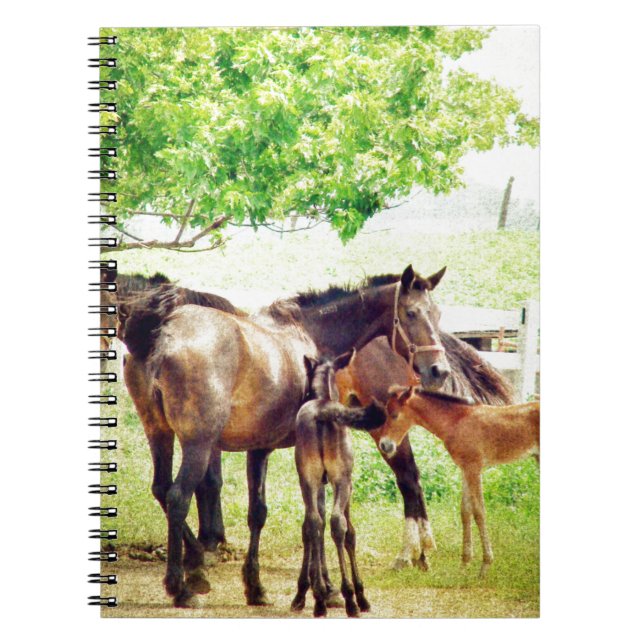 Mares och Foals Anteckningsbok Med Spiral (Framsidan)