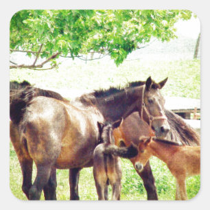 Mares och Foals Fyrkantigt Klistermärke