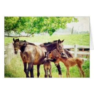 Mares och Foals Hälsningskort