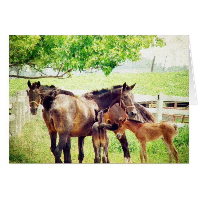 Mares och Foals Hälsningskort (Framsidan Horizontal)