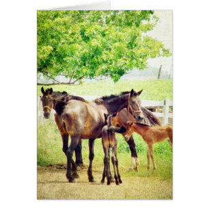 Mares och Foals Hälsningskort