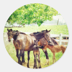 Mares och Foals Runt Klistermärke