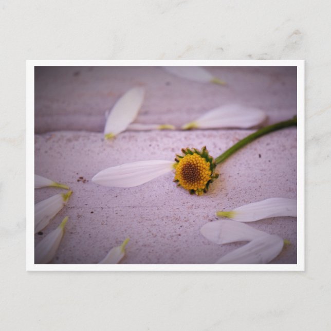 "Margaret sa: JA!" vykort (Framsida)