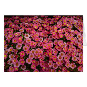 MARGARITA DAISYS HÄLSNINGSKORT