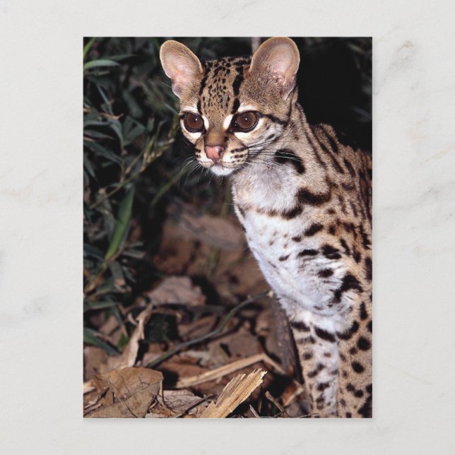 Margay (Felis wiedi) Vykort (Framsida)