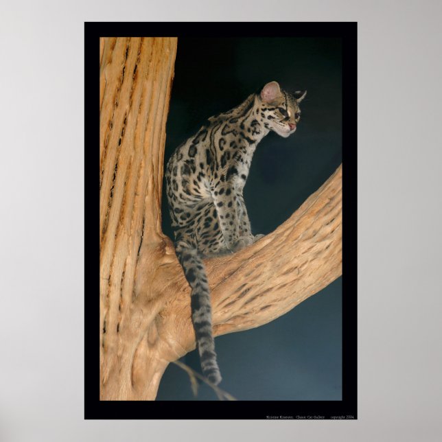 Margay (Leopardus weidii) Poster (Framsidan)