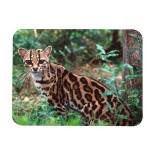 Margay, Leopardus wiedi, Hemma i Mexiko in i Magnet