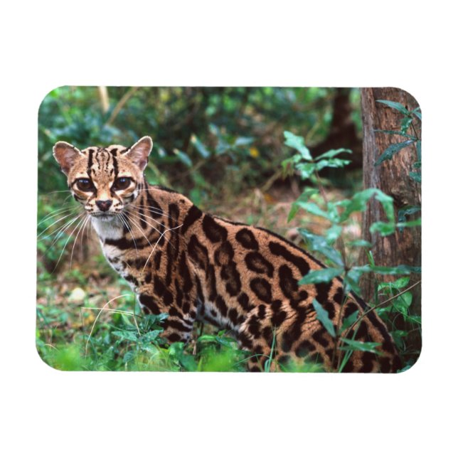 Margay, Leopardus wiedi, Hemma i Mexiko in i Magnet (Horisontell)